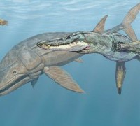 Лиоплевродон