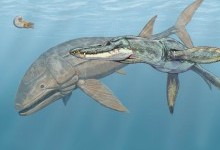 Лиоплевродон