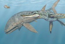 Лиоплевродон